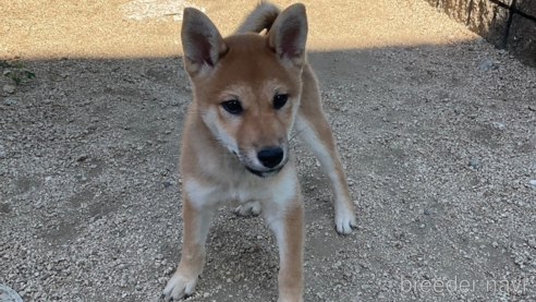 成約済の岡山県の柴犬-345267の1枚目