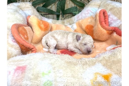成約済の愛知県のトイプードル-345259の16枚目