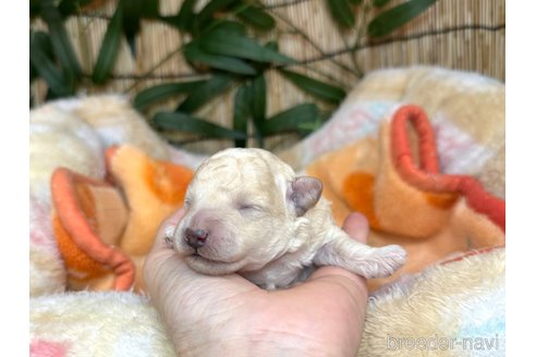 成約済の愛知県のトイプードル-345259の12枚目