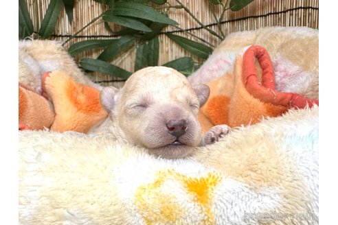 成約済の愛知県のトイプードル-345259の13枚目