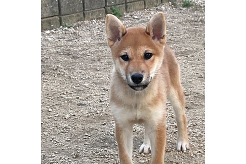 成約済の岡山県の柴犬-345267の3枚目