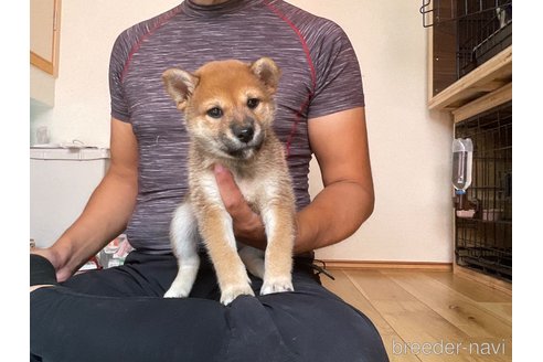 成約済の岡山県の柴犬-345267の4枚目
