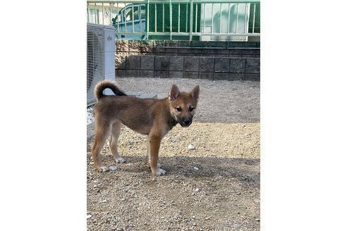 成約済の岡山県の柴犬-345277の2枚目