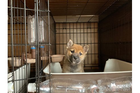 成約済の岡山県の柴犬-345277の3枚目