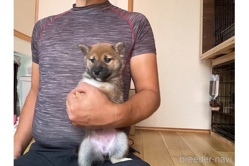 成約済の岡山県の柴犬-345277の4枚目