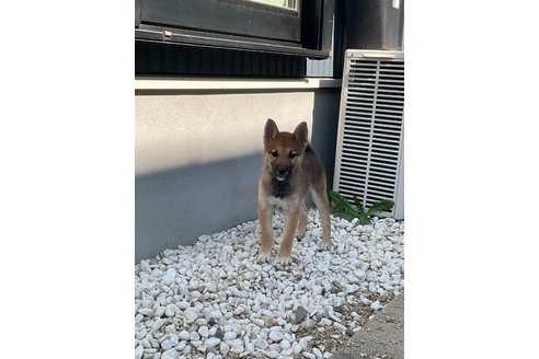 成約済の岡山県の柴犬-345277の6枚目