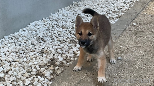 成約済の岡山県の柴犬-345277の1枚目