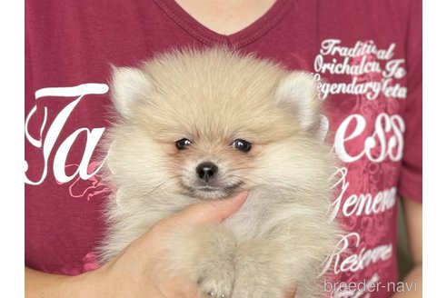 成約済の愛知県のポメラニアン-338592の1枚目