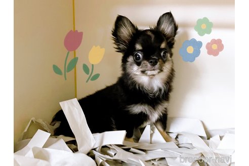 成約済の東京都のチワワ(ロングコート)-336516の6枚目