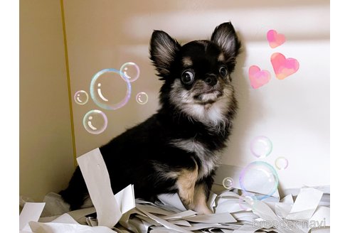 成約済の東京都のチワワ(ロングコート)-336516の7枚目