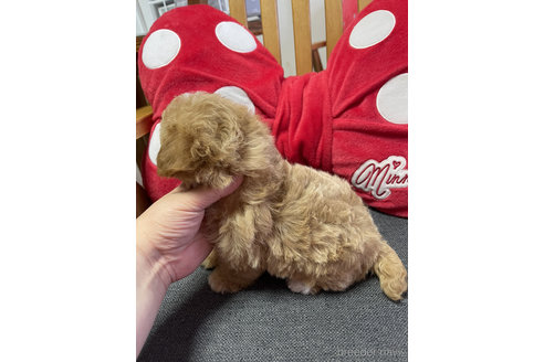 成約済の山形県のマルプー:マルチーズ×トイプードル-345284の3枚目
