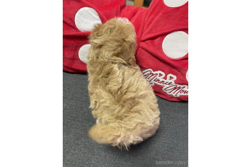 成約済の山形県のマルプー:マルチーズ×トイプードル-345284の4枚目