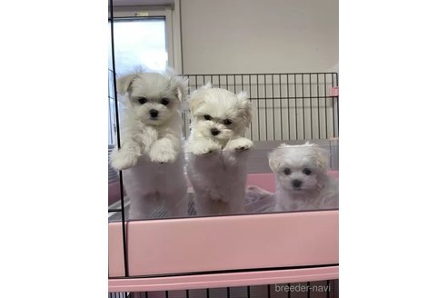成約済の山形県のマルチーズ-345285の3枚目