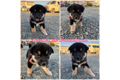 成約済の北海道の柴犬-345301の1枚目