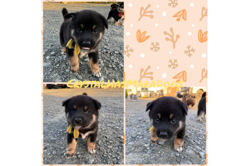 成約済の北海道の柴犬-345303の1枚目