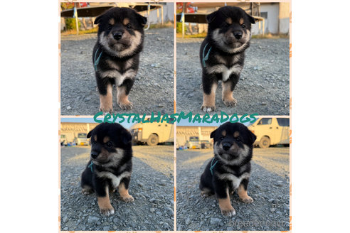 成約済の北海道の柴犬-345305の1枚目