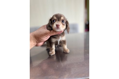 成約済の静岡県のチワックス:チワワ×ミニチュアダックスフンド-344176の4枚目