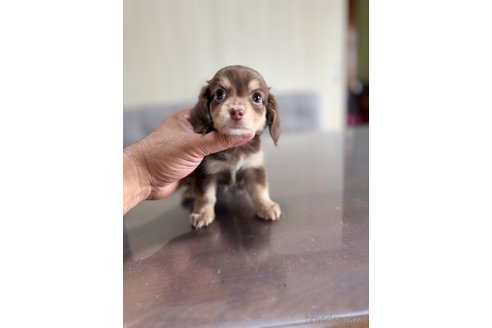 成約済の静岡県のチワックス:チワワ×ミニチュアダックスフンド-344176の2枚目