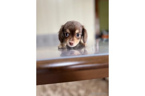 成約済の静岡県のチワックス:チワワ×ミニチュアダックスフンド-344176の3枚目