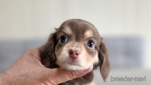 成約済の静岡県のチワックス:チワワ×ミニチュアダックスフンド-344176