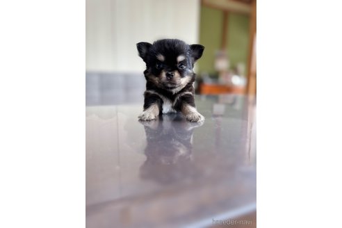 成約済の静岡県のチワワ(ロングコート)-345342の8枚目