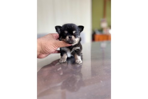 成約済の静岡県のチワワ(ロングコート)-345342の6枚目