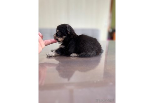 成約済の静岡県のチワワ(ロングコート)-345342の7枚目