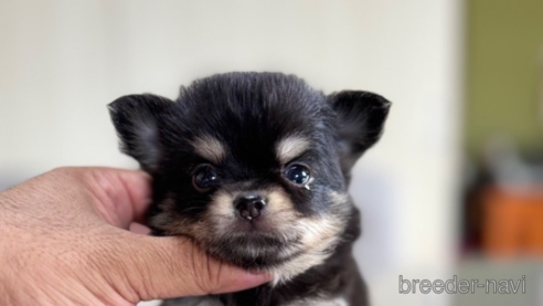 成約済の静岡県のチワワ(ロングコート)-345342の5枚目