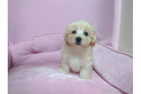 成約済の埼玉県のマルプー:マルチーズ×トイプードル-345347の5枚目