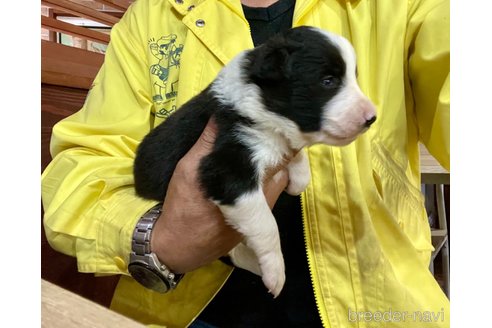 成約済の長野県のボーダーコリー-345363の11枚目