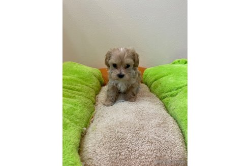 成約済の埼玉県のマルプー:マルチーズ×トイプードル-344013の17枚目
