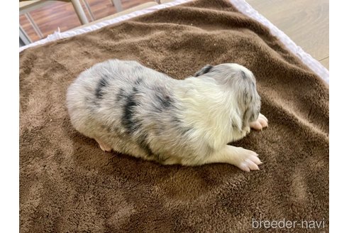 成約済の長野県のボーダーコリー-345365の6枚目