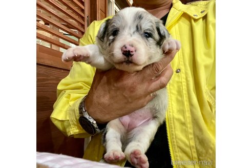 成約済の長野県のボーダーコリー-345365の5枚目