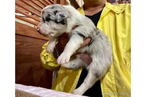 成約済の長野県のボーダーコリー-345365の9枚目