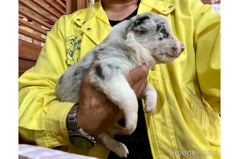成約済の長野県のボーダーコリー-345365の10枚目