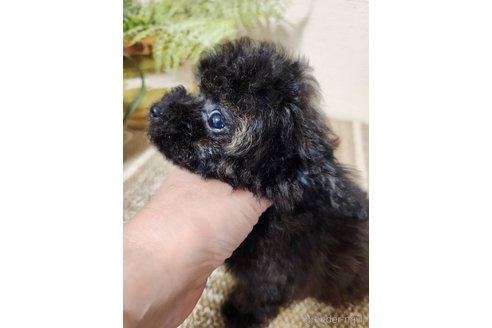 成約済の岡山県のティーカッププードル-345381の5枚目