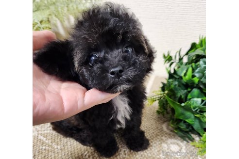 成約済の岡山県のティーカッププードル-345381の4枚目