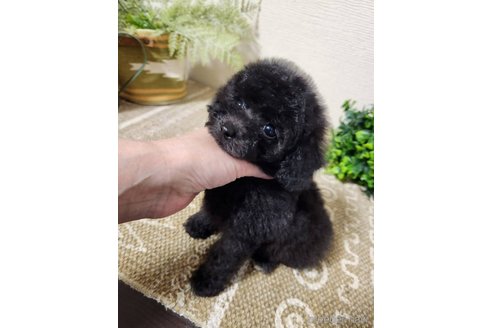 成約済の岡山県のティーカッププードル-345383の2枚目