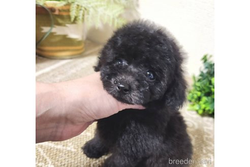 成約済の岡山県のティーカッププードル-345383の4枚目