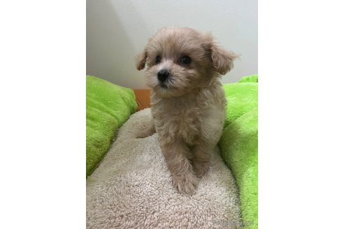 成約済の埼玉県のマルプー:マルチーズ×トイプードル-342602の6枚目