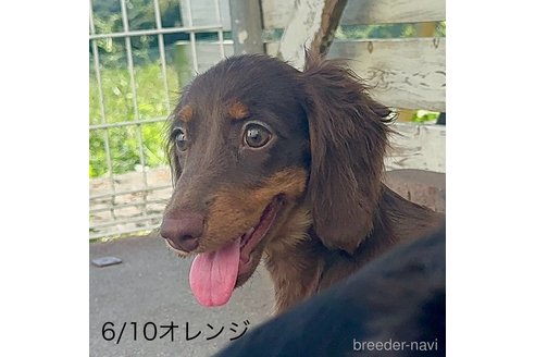 成約済の埼玉県のミニチュアダックスフンド(ロングヘアード)-345402の2枚目