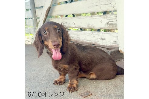 成約済の埼玉県のミニチュアダックスフンド(ロングヘアード)-345402