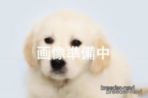 成約済の神奈川県のゴールデンレトリーバー-345403