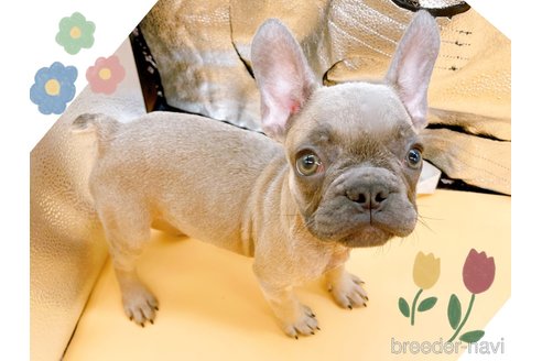 成約済の東京都のフレンチブルドッグ-344927の6枚目