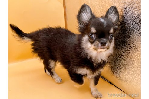 成約済の東京都のチワワ(ロングコート)-336516の4枚目