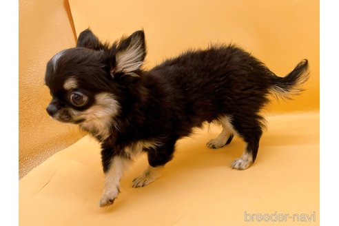 成約済の東京都のチワワ(ロングコート)-336516の5枚目