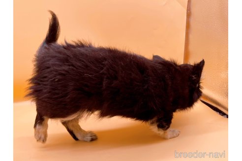 成約済の東京都のチワワ(ロングコート)-336516の2枚目