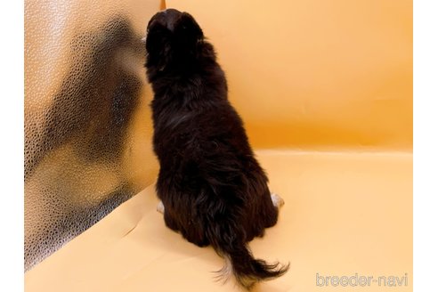 成約済の東京都のチワワ(ロングコート)-336516の3枚目