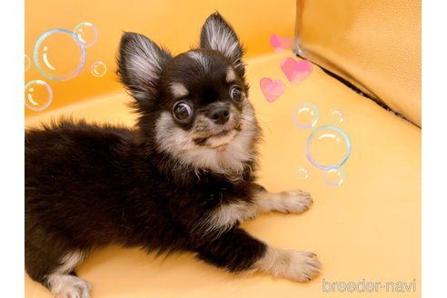 成約済の東京都のチワワ(ロングコート)-336516