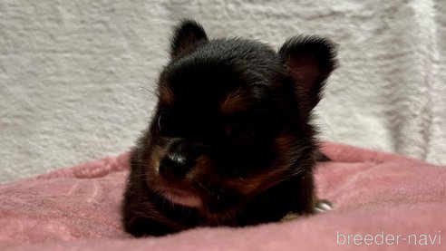 成約済の滋賀県のチワワ(ロングコート)-345448の10枚目